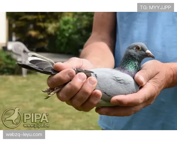 特罗萨德欧战表现解析:欧洲赛场的发挥与考验 特罗萨德欧战表现解析:欧洲赛场的发挥与考验